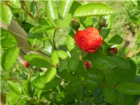 39f9ae2e-Picture 2256.jpg
